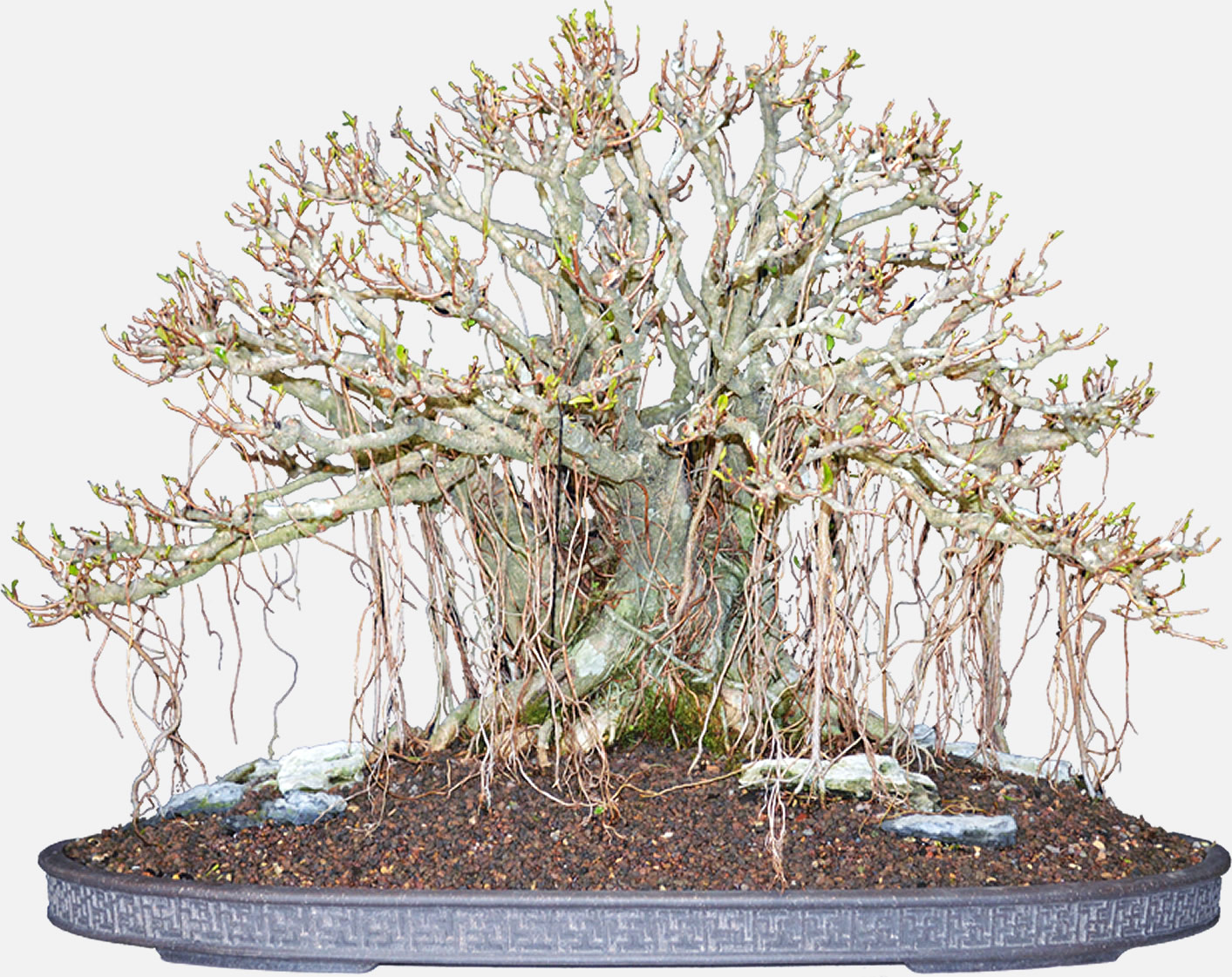 Canberra Bonsai Young Bonsai